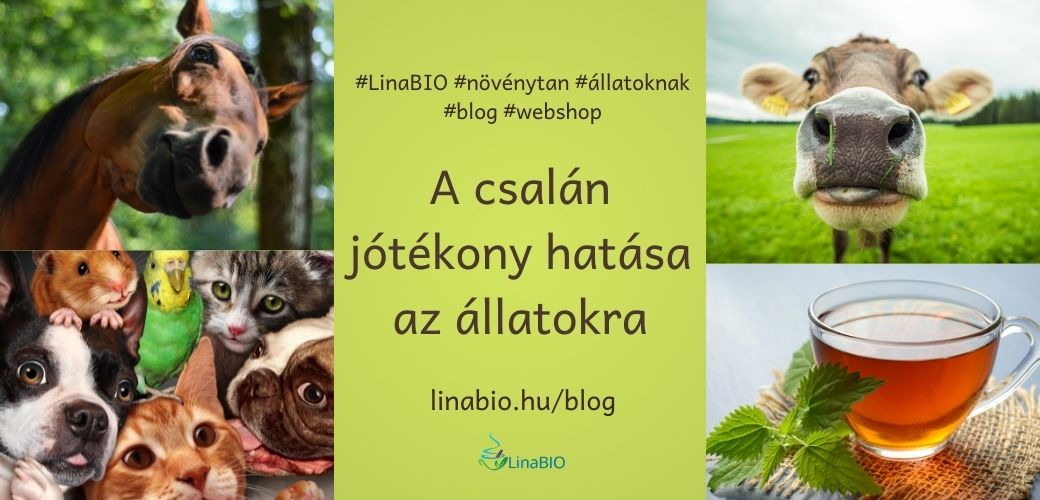 A csalán jótékony hatása az állatokra