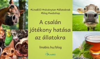 A csalán jótékony hatása az állatokra