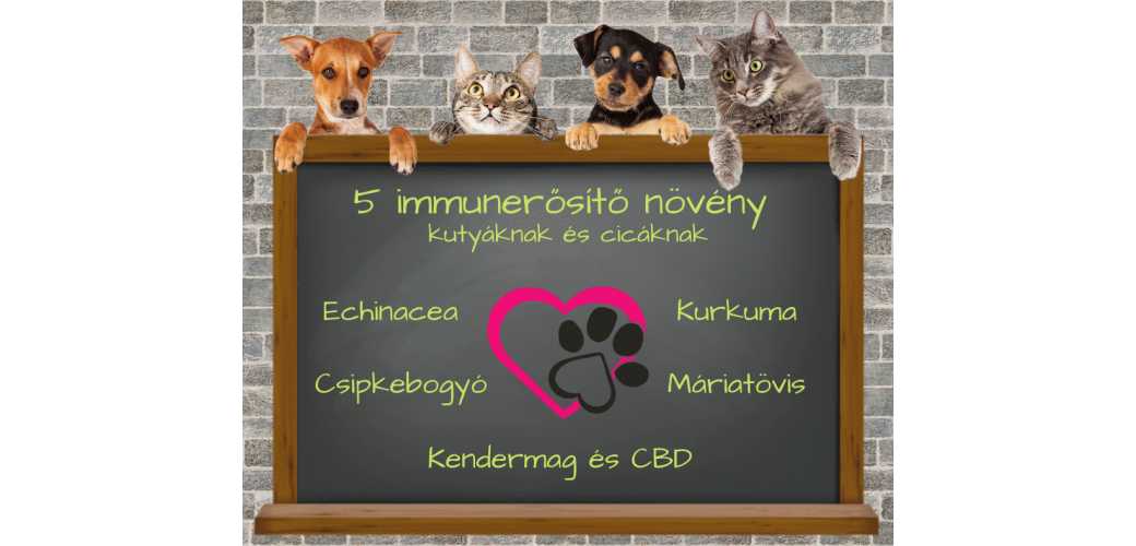 5 immunerősítő növény kutyáknak és cicáknak 5 immunerősítő növény kutyáknak és cicáknak