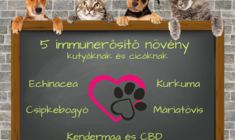 5 immunerősítő növény kutyáknak és cicáknak