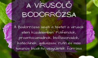A vírusölő Bodorrózsa