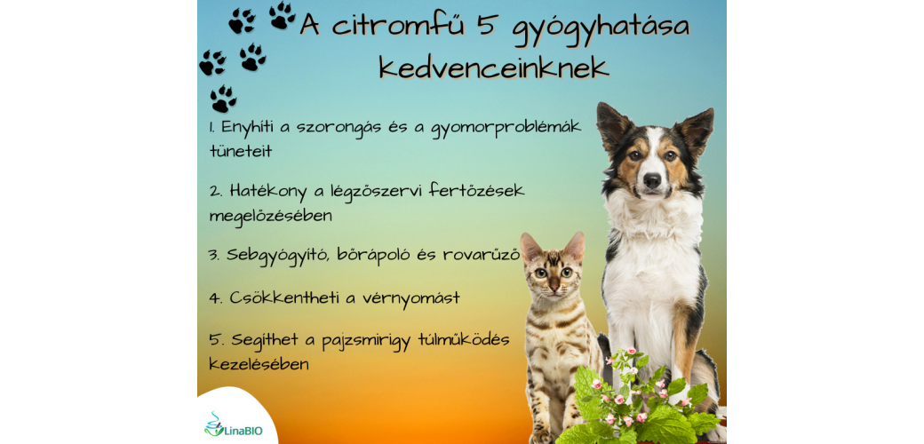 A citromfű 5 gyógyhatása kedvenceinknek