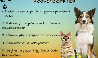 A citromfű 5 gyógyhatása kedvenceinknek