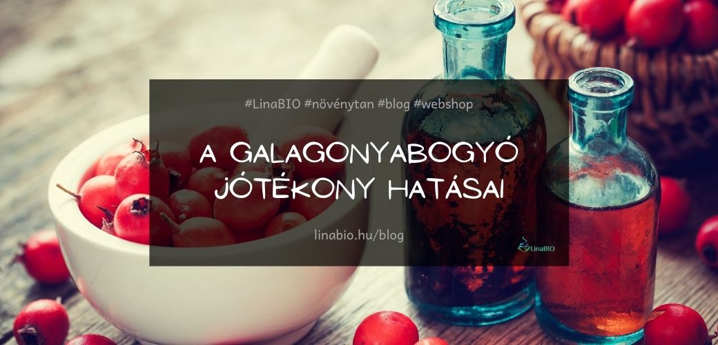 Galagonyabogyó jótékony hatásai