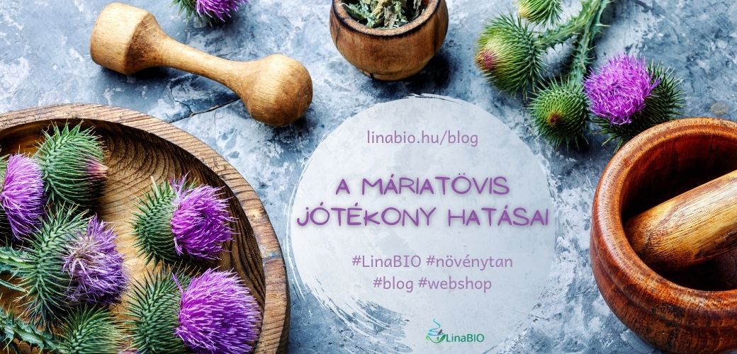A máriatövis jótékony hatásai A máriatövis jótékony hatásai