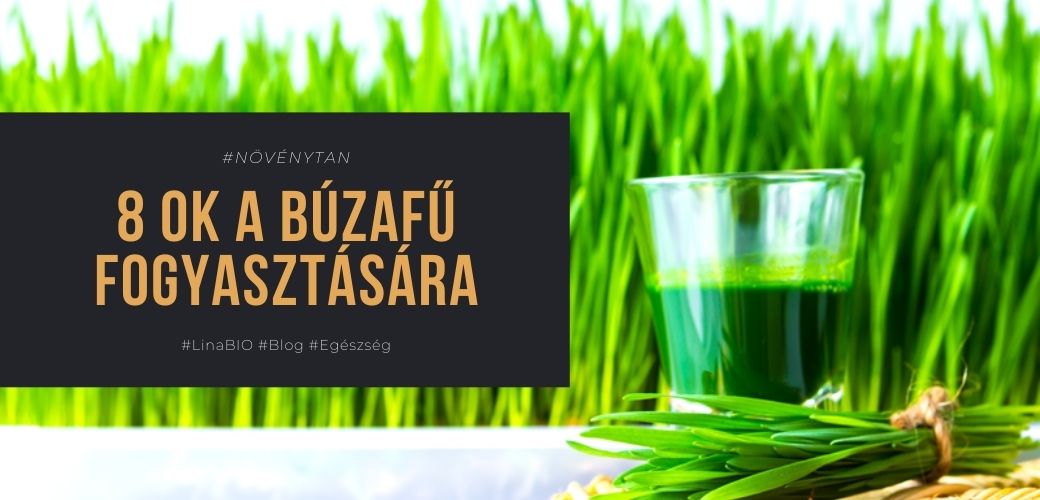 8 ok a búzafű fogyasztására 8 ok a búzafű fogyasztására