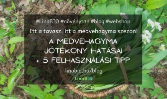 A medvehagyma jótékony hatásai