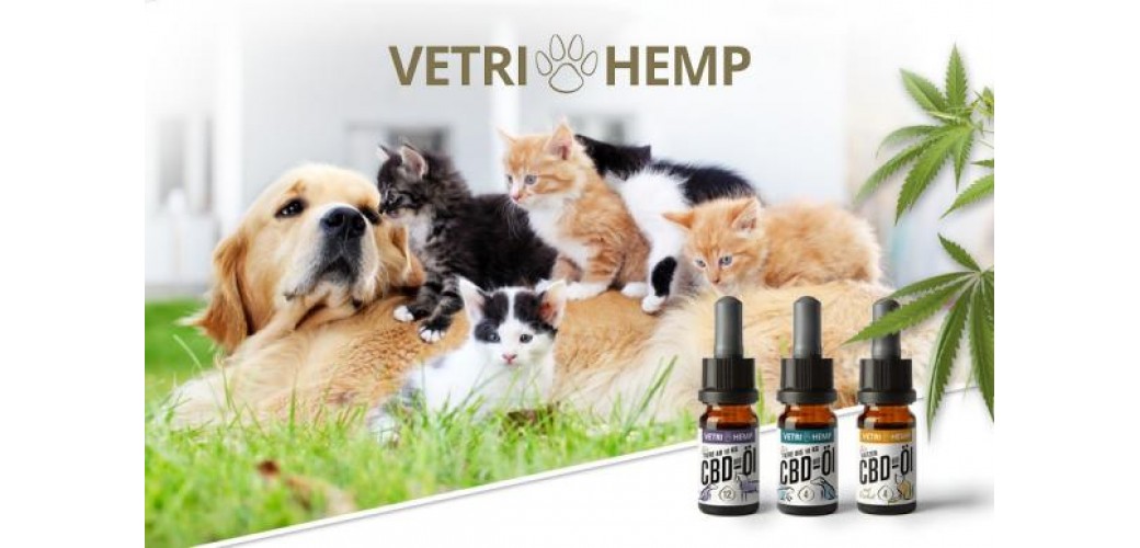CBD kisállatoknak CBD kisállatoknak
